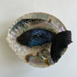 2023 Slapende vis in abalone schelp